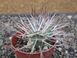 Maihuenia ovata, květináč 5,5 cm - 12411315