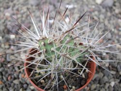 Maihuenia ovata, květináč 5,5 cm