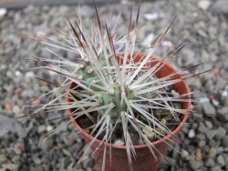 Maihuenia ovata, květináč 5,5 cm - 12411318