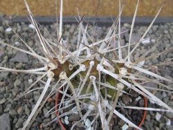 Tephrocactus darwinii Churiaca Neuguin XL pot 6,5 cm