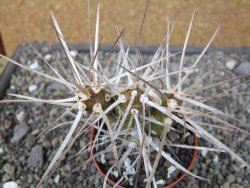 Tephrocactus darwinii Churiaca Neuguin XL pot 6,5 cm - 12411321