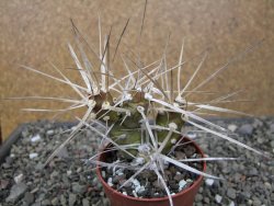 Tephrocactus darwinii Churiaca Neuguin XL pot 6,5 cm - 12411322