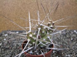 Tephrocactus darwinii Churiaca Neuguin XL pot 6,5 cm - 12411323
