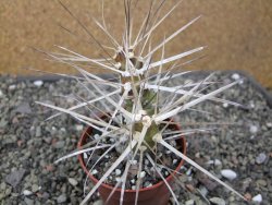 Tephrocactus darwinii Churiaca Neuguin XL pot 6,5 cm - 12411324