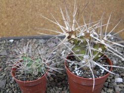 Tephrocactus darwinii Churiaca Neuguin XL pot 6,5 cm - 12411325