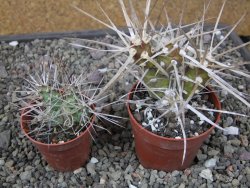 Tephrocactus darwinii Churiaca Neuguin XL pot 6,5 cm - 12411326