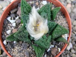 Ariocarpus fissuratus hintonii Matehuala pot 5,5 cm Cites IA