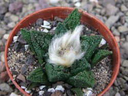 Ariocarpus fissuratus hintonii Matehuala pot 5,5 cm Cites IA - 12411328