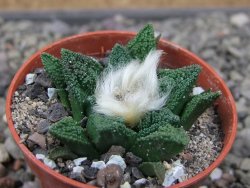 Ariocarpus fissuratus hintonii Matehuala pot 5,5 cm Cites IA - 12411329