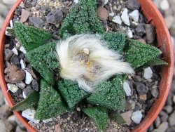 Ariocarpus fissuratus hintonii Matehuala pot 5,5 cm Cites IA - 12411330