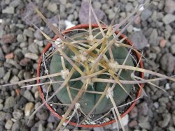 Gymnocalycium armatum, pot 5,5 cm - 12411333