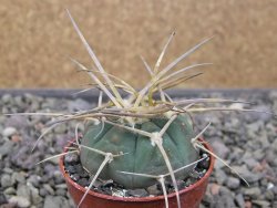 Gymnocalycium armatum, pot 5,5 cm - 12411337