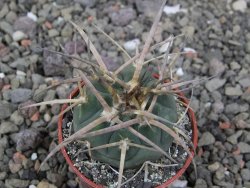 Gymnocalycium armatum, pot 5,5 cm - 12411339