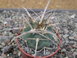 Gymnocalycium armatum, pot 5,5 cm - 12411340