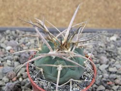 Gymnocalycium armatum, pot 5,5 cm - 12411342
