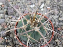Gymnocalycium armatum, pot 5,5 cm - 12411343