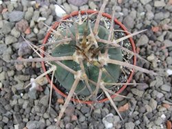 Gymnocalycium armatum, pot 5,5 cm - 12411344