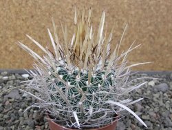 Echinofossulocactus erectocentrus El Potosí XL, květináč 6,5 cm - 12411346