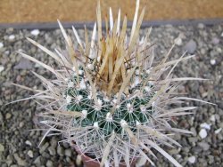 Echinofossulocactus erectocentrus El Potosí XL, květináč 6,5 cm - 12411348