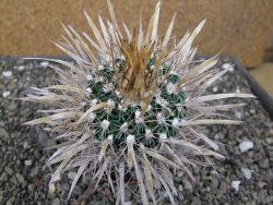 Echinofossulocactus erectocentrus El Potosí XL, květináč 8,5 cm - 12411353