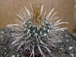 Echinofossulocactus erectocentrus El Potosí XL, květináč 8,5 cm - 12411354