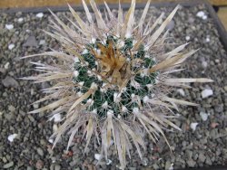 Echinofossulocactus erectocentrus El Potosí XL, květináč 8,5 cm - 12411355