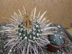Echinofossulocactus erectocentrus El Potosí XL, květináč 8,5 cm - 12411356