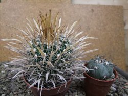 Echinofossulocactus erectocentrus El Potosí XL, květináč 8,5 cm - 12411357