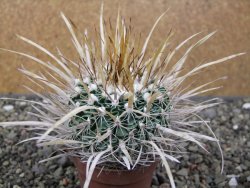 Echinofossulocactus erectocentrus El Potosí XL, květináč 6,5 cm