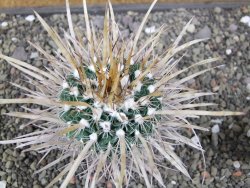 Echinofossulocactus erectocentrus El Potosí XL, květináč 6,5 cm - 12411360