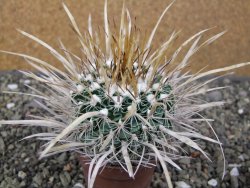 Echinofossulocactus erectocentrus El Potosí XL, květináč 6,5 cm - 12411361