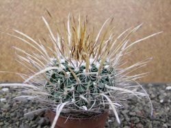 Echinofossulocactus erectocentrus El Potosí XL, květináč 6,5 cm - 12411362