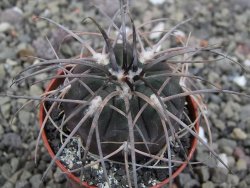 Gymnocalycium spegazzinii VS 120 Capillitas, květináč 5,5 cm - 12411366
