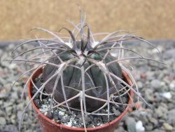 Gymnocalycium spegazzinii VS 120 Capillitas, květináč 5,5 cm - 12411367