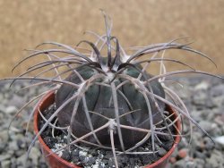 Gymnocalycium spegazzinii VS 120 Capillitas, květináč 5,5 cm