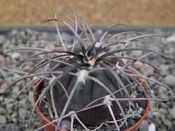 Gymnocalycium spegazzinii VS 120 Capillitas, květináč 5,5 cm - 12411369