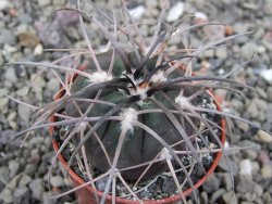 Gymnocalycium spegazzinii VS 120 Capillitas, květináč 5,5 cm - 12411370