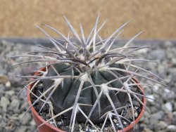 Gymnocalycium spegazzinii VS 120 Capillitas, květináč 5,5 cm - 12411372
