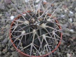 Gymnocalycium spegazzinii VS 120 Capillitas, květináč 5,5 cm - 12411373