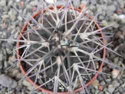 Gymnocalycium spegazzinii VS 120 Capillitas, květináč 5,5 cm - 12411374