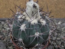 Echinocactus horizonthalonius El Oso, pot 6,5 cm