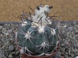 Echinocactus horizonthalonius El Oso, pot 6,5 cm - 12411384