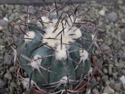 Echinocactus horizonthalonius El Oso, pot 6,5 cm - 12411387