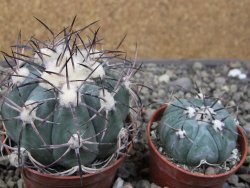 Echinocactus horizonthalonius El Oso, pot 6,5 cm - 12411389