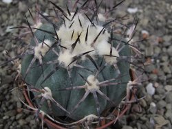 Echinocactus horizonthalonius El Oso, pot 6,5 cm - 12411396