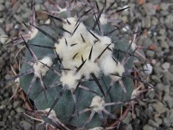 Echinocactus horizonthalonius El Oso, pot 6,5 cm - 12411397
