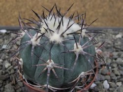 Echinocactus horizonthalonius El Oso, pot 6,5 cm - 12411399