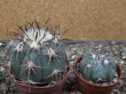 Echinocactus horizonthalonius El Oso, pot 6,5 cm - 12411400