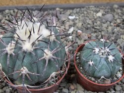 Echinocactus horizonthalonius El Oso, pot 6,5 cm - 12411401