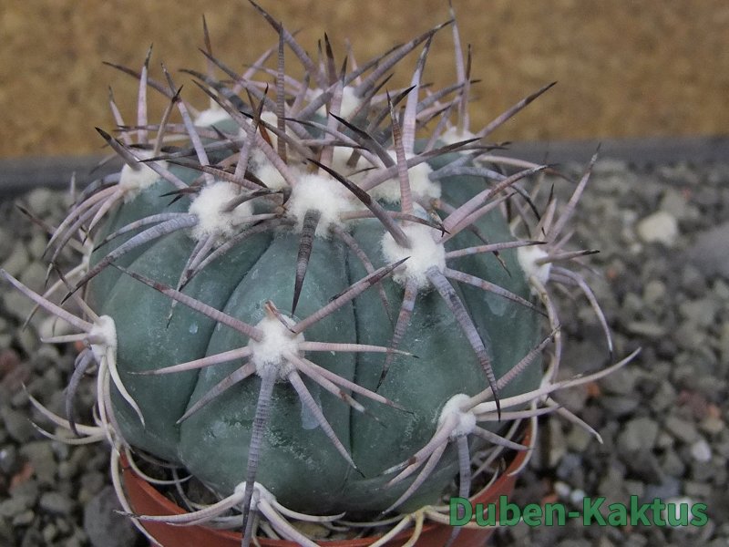 Echinocactus horizonthalonius El Oso, pot 6,5 cm